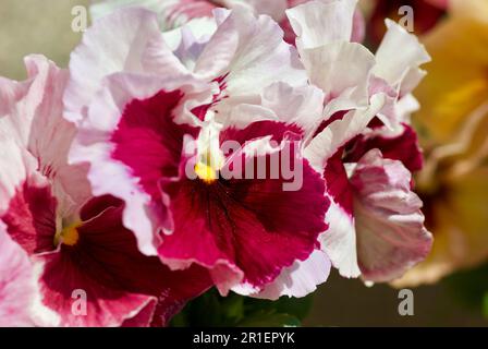 Gros plan de fleurs de pansy roses et violettes dans un lit de fleurs au printemps. Banque D'Images