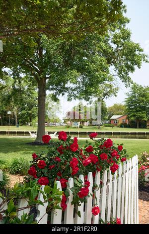 Des roses rouges poussent le long d'une clôture de piquetage blanche dans la ville de la station balnéaire de Oaf St. Michaels, Maryland, États-Unis. Banque D'Images