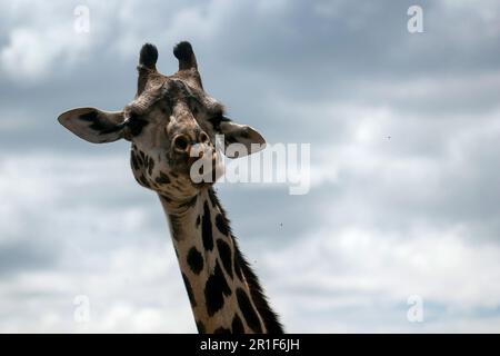 Gros plan d'une girafe contre le ciel bleu Banque D'Images