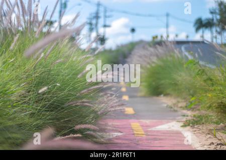 Campinas-sp,Brésil,mai 12,2023 piste cyclable entourée de végétation par une journée ensoleillée, concept de cyclisme, nature urbaine. Banque D'Images