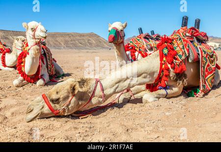 Chameaux d'équitation maîtrisées reposant dans le desrt, Al Ula, Arabie Saoudite Banque D'Images