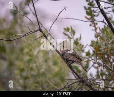 12 mai 2023, Malibu, CA, États-Unis : une femelle de la maison de la Finch (Haemorhous mexicanus) perches dans un arbuste à la lagune de Malibu. Banque D'Images