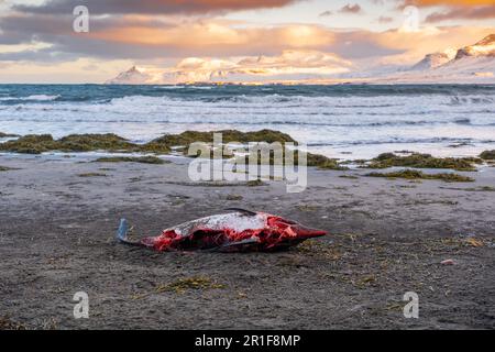 Dead Dolphin sur la plage. Animal de la mer morte, cadavre en décomposition. Concept d'extinction mondiale. Banque D'Images