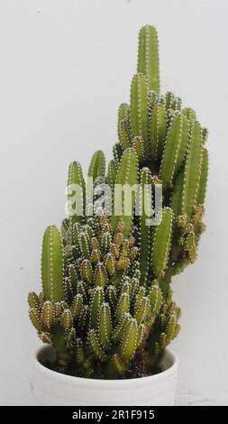 plante de cactus sur fond blanc Banque D'Images