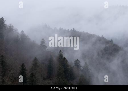 Un ciel sombre et nuageux avec une rangée d'arbres silhouettés et une brume brumeuse qui se baladent Banque D'Images