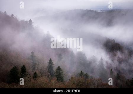 Un ciel sombre et nuageux avec une rangée d'arbres silhouettés et une brume brumeuse qui se baladent Banque D'Images