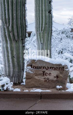 Saguaros avec de la neige rare Banque D'Images