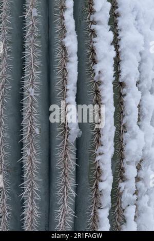 Saguaros avec de la neige rare Banque D'Images