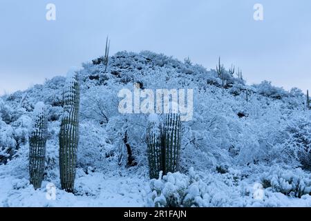 Désert de Sonora après une rare tempête de neige Banque D'Images