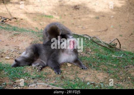 Une paire de singes macaques japonais se toilettant les uns les autres pour les poux. Kyoto, Japon. Banque D'Images