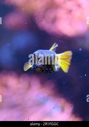 Berlin, Allemagne. 12th mai 2023. Un boxfish (Ostraciidae) nage dans un aquarium de la Sealife (photo prise à travers la vitre du réservoir). L'aquarium devrait rouvrir sur 15 mai 2023. (À dpa 'After burst aquadome: Sealife aquarium in Berlin rouvre') Credit: Soeren Stache/dpa/Alay Live News Banque D'Images