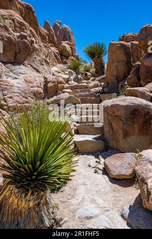 Parc national de Joshua Tree avec ciel bleu, fleurs sauvages et fleurs de cactus Banque D'Images