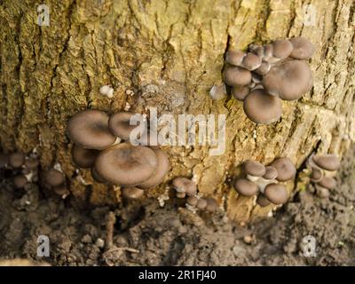 des champignons d'huîtres ont grandi sur l'arbre Banque D'Images