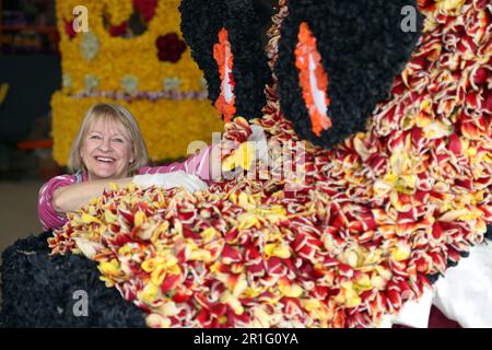 Spalding, Royaume-Uni. 11th mai 2023. Gaynor Lilley a commencé à « épingler » des têtes de tulipe au flotteur du dragon, prêt pour le Festival des fleurs de Spalding qui commence demain (13th mai). La parade a été ravivée par Stephen Timewell après la dernière fois en 2013. Plus d'un million de têtes de tulipe sont utilisées pour décorer des flotteurs qui défileront à travers la ville de Spalding, dans le Lincolnshire, le 13th mai 2023. Crédit : Paul Marriott/Alay Live News Banque D'Images