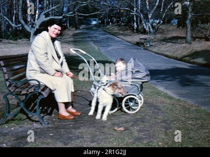 Femme assise sur un banc de parc avec un bébé dans une poussette et un chien sur une laisse ca. 1950s Banque D'Images