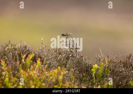 Prairie Pipit, Nom scientifique: Anthus pratensis, perchée sur la bruyère de la lande et face à gauche, avec bec plein d'insectes. Yorkshire Dales, U. Banque D'Images