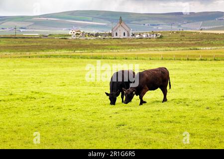 Bovins Black Angus qui broutage dans un pré, Mainland, Orcades, Écosse, Royaume-Uni Banque D'Images