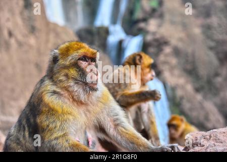 Macaque de Barbarie (Macaca sylvanus), à l'Ouzoud au Maroc Banque D'Images