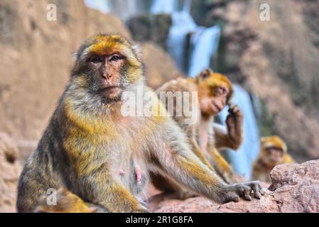 Macaque de Barbarie (Macaca sylvanus), à l'Ouzoud au Maroc Banque D'Images