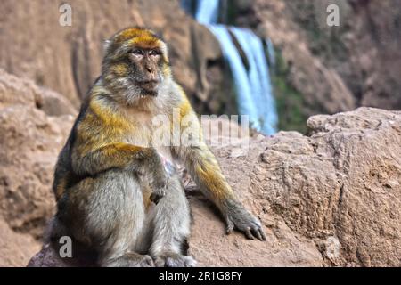 Macaque de Barbarie (Macaca sylvanus), à l'Ouzoud au Maroc Banque D'Images