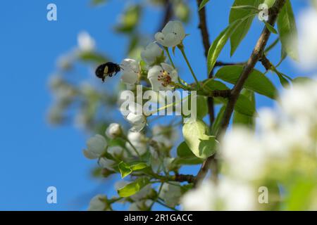 Bourdon planant dans un arbre de poire en fleur Banque D'Images