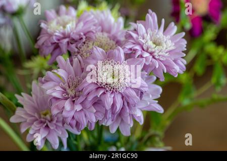 Fleurs de chrysanthème légèrement fanées dans un bouquet Banque D'Images