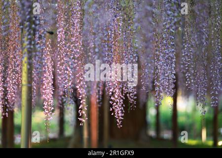 Le parc de fleurs d'ashikago, est l'un des plus grands parcs de fleurs de l'est du Japon, célèbre avec le jardinage de wisteria Banque D'Images