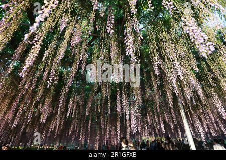 Le parc de fleurs d'ashikago, est l'un des plus grands parcs de fleurs de l'est du Japon, célèbre avec le jardinage de wisteria Banque D'Images