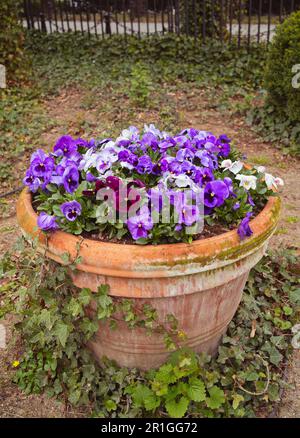 Belle fleur de Pansy sur le pot Banque D'Images
