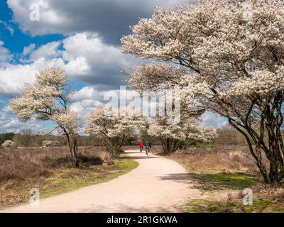 Couple plus âgé à vélo sur une piste cyclable, arbres de baies de baies en fleurs, Amelanchier lamarkii, dans la réserve naturelle de Zuiderheide, Het Gooi, pays-Bas Banque D'Images