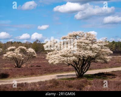 Arbres de myrtille ou de mespilus enneigés, Amelanchier lamarkii, et chemin de sable dans la réserve naturelle de Zuiderheide, Het Gooi, Hollande-Nord, pays-Bas Banque D'Images