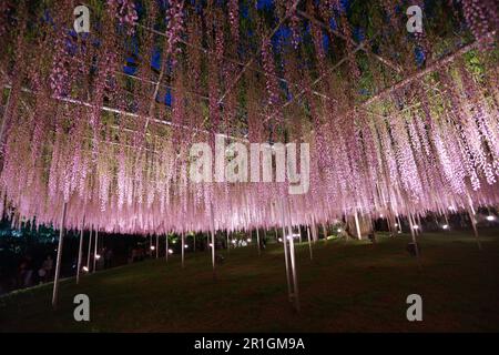 Le parc de fleurs d'ashikago, est l'un des plus grands parcs de fleurs de l'est du Japon, célèbre avec le jardinage de wisteria Banque D'Images