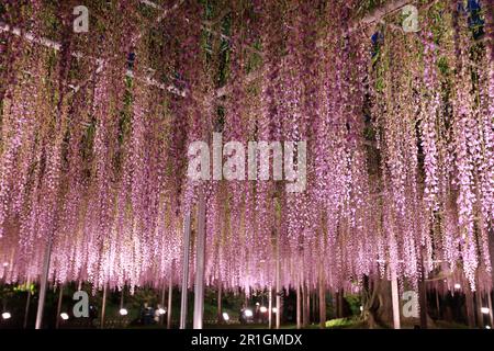 Le parc de fleurs d'ashikago, est l'un des plus grands parcs de fleurs de l'est du Japon, célèbre avec le jardinage de wisteria Banque D'Images