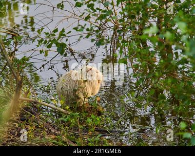 Un albino nutria, Myocastor coypus, également coypu, est un grand, herbivore, Le rongeur semi-aquatique, est une espèce envahissante en Europe, qui a été introduite fr Banque D'Images