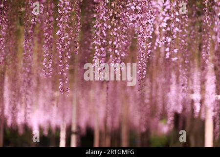 Le parc de fleurs d'ashikago, est l'un des plus grands parcs de fleurs de l'est du Japon, célèbre avec le jardinage de wisteria Banque D'Images