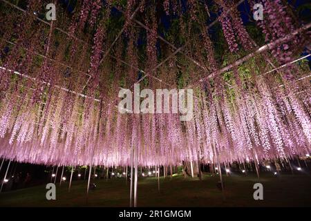 Le parc de fleurs d'ashikago, est l'un des plus grands parcs de fleurs de l'est du Japon, célèbre avec le jardinage de wisteria Banque D'Images