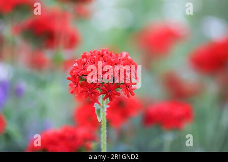Fleurs rouges de lychnis dans le jardin d'été. Silene chalcedica, Maltais-cross, scarlet lychnis. Banque D'Images