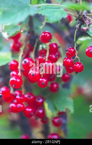 Mûrissement des baies de cassis sur une brousse Banque D'Images