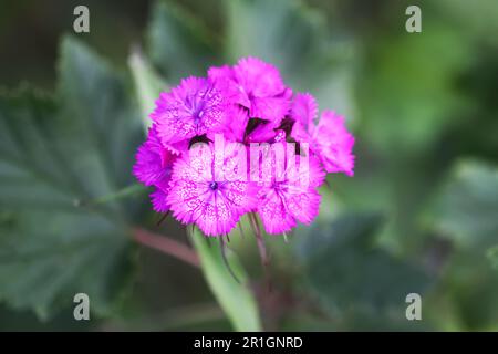 La nation turque fleurit dans le jardin d'été. Plantes de Dianthus barbatus Banque D'Images