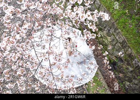 Kyoto, Japon - 1 avril 2019 ; photo de mariage Banque D'Images