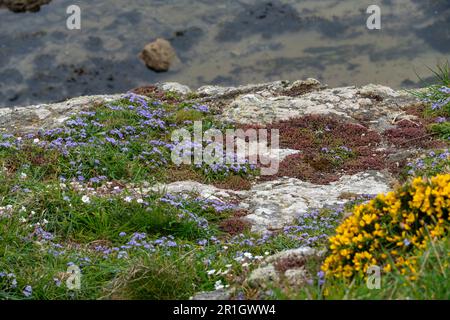 Petit quill de printemps bleu qui pousse sur des falaises sur la côte d'Anglesey, au nord du pays de Galles, avec Sedum et Sea Campion. Banque D'Images