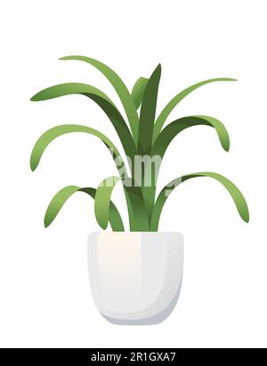 Chlorophytum de l'usine en céramique blanche pot vecteur illustration isolée sur fond blanc Illustration de Vecteur