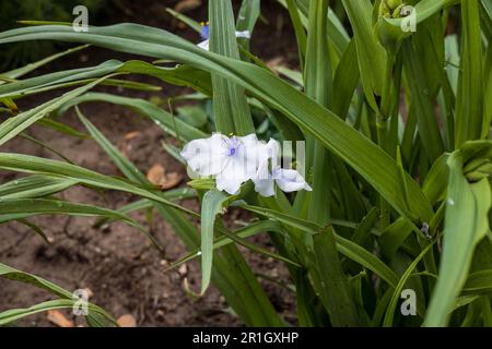 Gros plan d'une veuve blanche Tears Bloom dans le jardin Banque D'Images