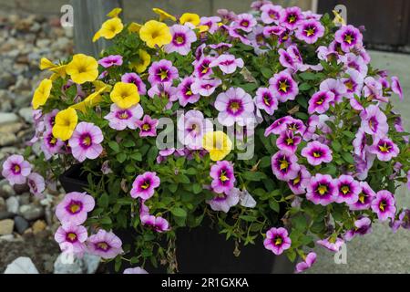 Jardinière pleine de fleurs de Bells jaune et violet Banque D'Images