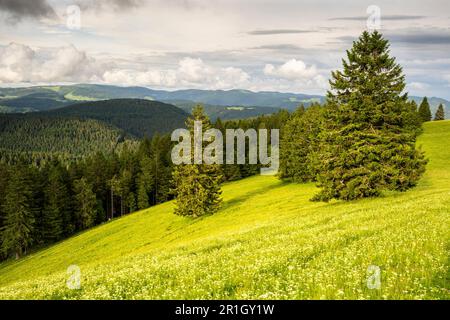 Paysage dans la Forêt Noire. Vue du mont Belchen aux arbres et à la forêt. Un pré de fleurs sauvages devant. Allemagne. Banque D'Images