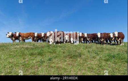 Troupeau de bovins de race Hereford sur des pâturages en amont, Cumbria, Royaume-Uni. Banque D'Images