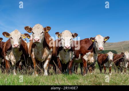 Troupeau de bovins de race Hereford sur des pâturages en amont, Cumbria, Royaume-Uni. Banque D'Images