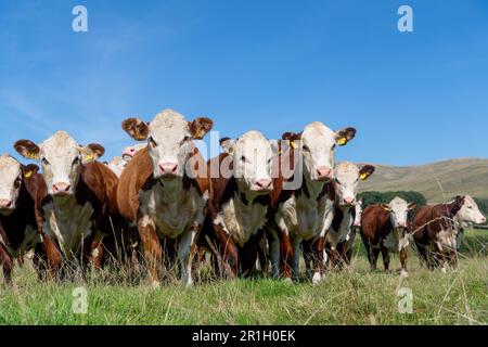 Troupeau de bovins de race Hereford sur des pâturages en amont, Cumbria, Royaume-Uni. Banque D'Images