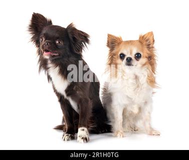 Peu chis in front of white background Banque D'Images