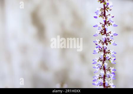 Gros plan de Plectranthus scutellarioides ou Solenostemon ou Coleus fleur peu profonde foyer sur fond de mur de béton. Banque D'Images